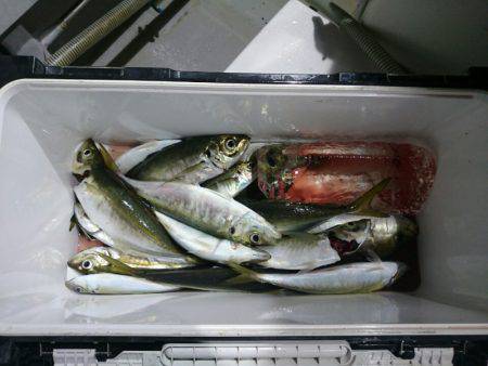 エンペラー 釣果