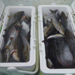 丸万釣船 釣果