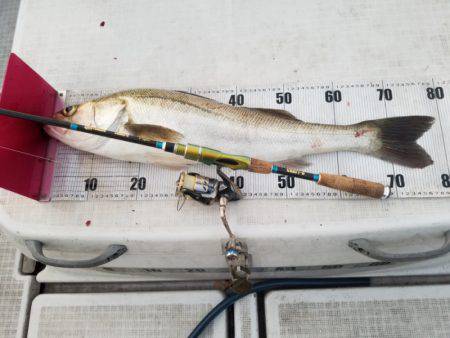 海龍丸（島根） 釣果