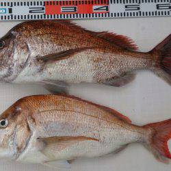 遊漁船 家入 釣果