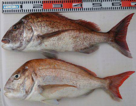 遊漁船 家入 釣果