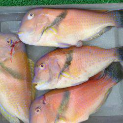 遊漁船 家入 釣果