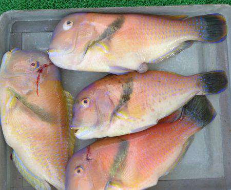 遊漁船 家入 釣果