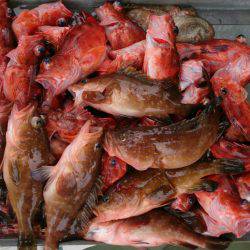 遊漁船 家入 釣果