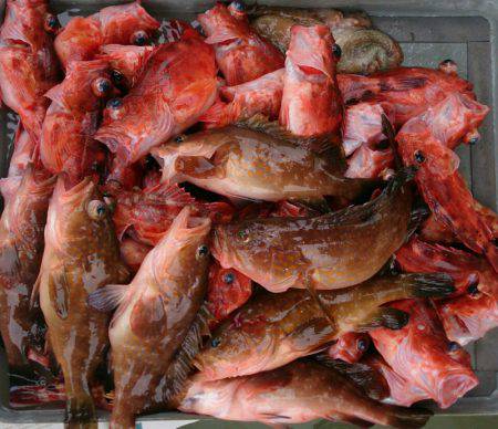 遊漁船 家入 釣果