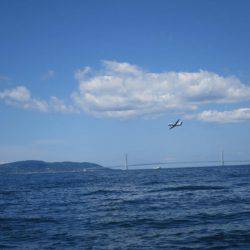 Chase（チェイス） 釣果