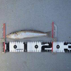 Chase（チェイス） 釣果