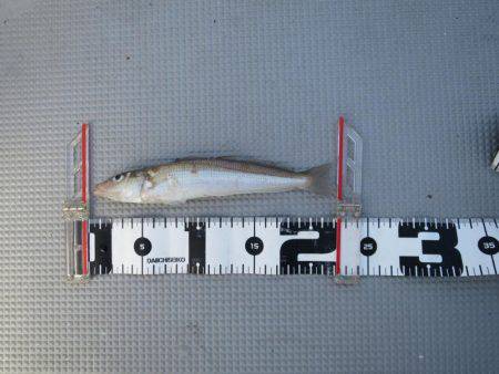 Chase（チェイス） 釣果