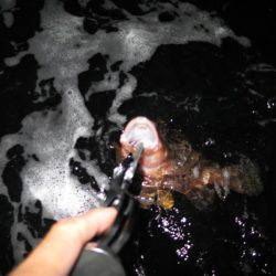 Chase（チェイス） 釣果