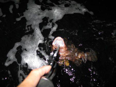 Chase（チェイス） 釣果