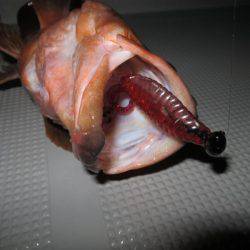 Chase（チェイス） 釣果