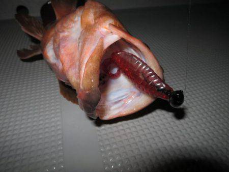 Chase（チェイス） 釣果