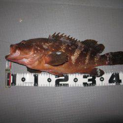 Chase（チェイス） 釣果