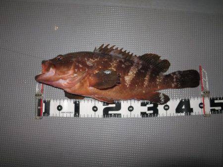 Chase（チェイス） 釣果