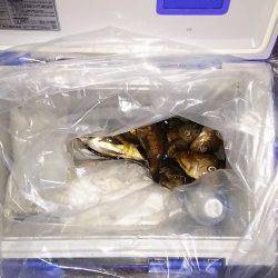 マリンガイド福丸 釣果