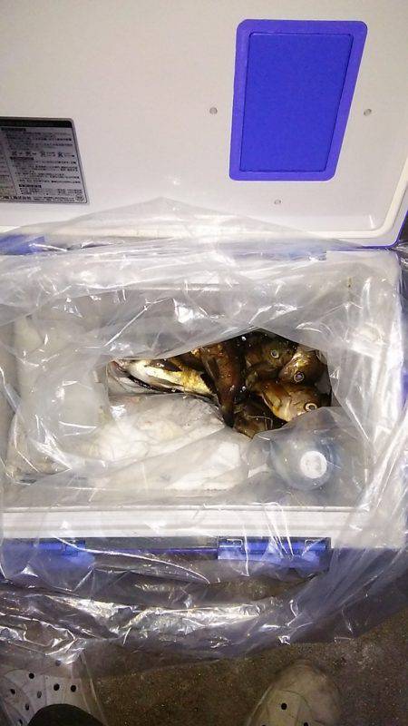 マリンガイド福丸 釣果