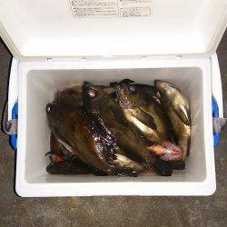 マリンガイド福丸 釣果