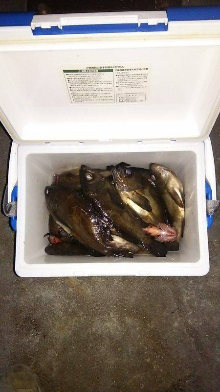 マリンガイド福丸 釣果