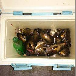 マリンガイド福丸 釣果