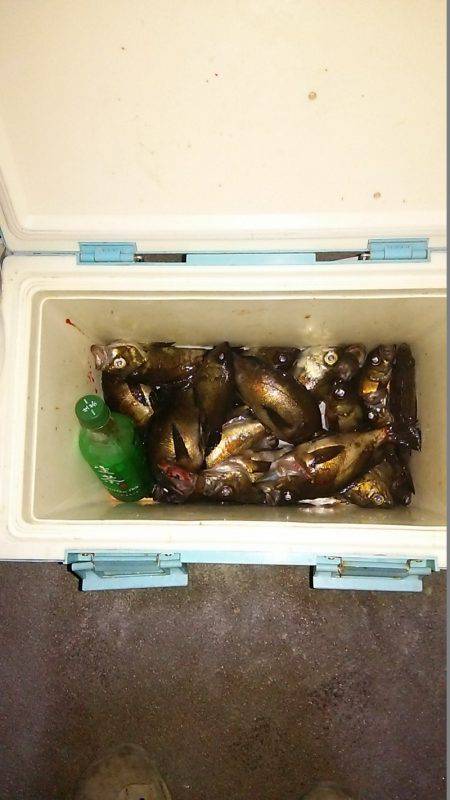 マリンガイド福丸 釣果