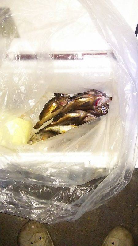 マリンガイド福丸 釣果