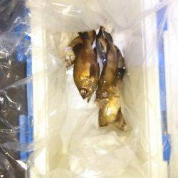 マリンガイド福丸 釣果