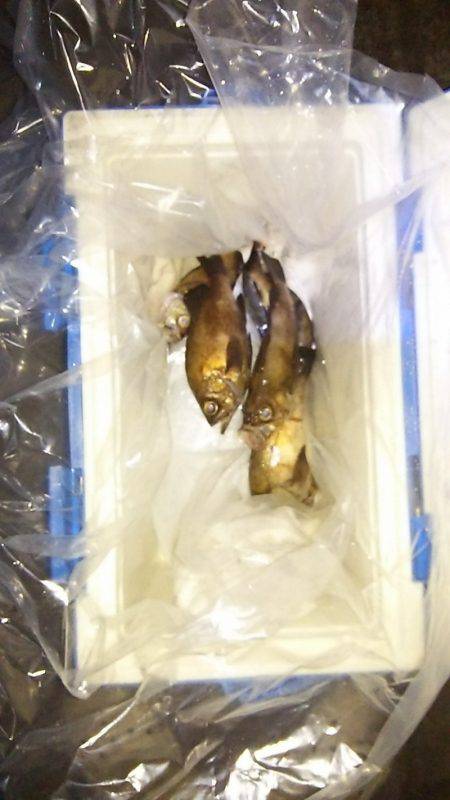 マリンガイド福丸 釣果