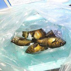 マリンガイド福丸 釣果