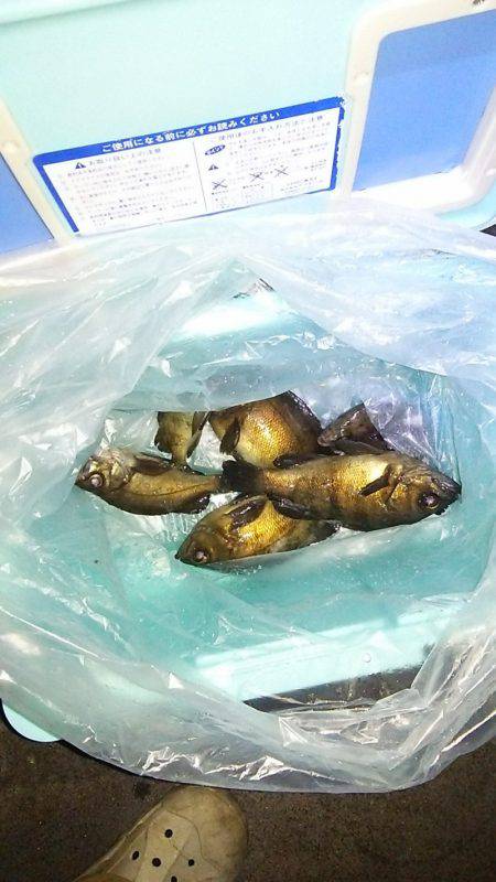 マリンガイド福丸 釣果