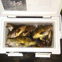 マリンガイド福丸 釣果