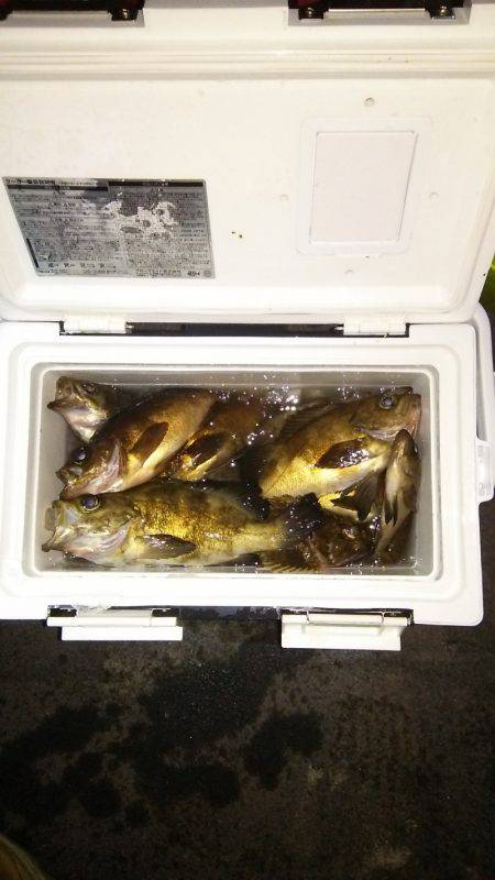 マリンガイド福丸 釣果