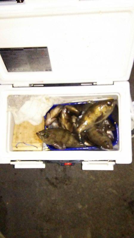 マリンガイド福丸 釣果