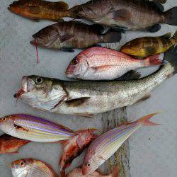 海季丸(みきまる) 釣果