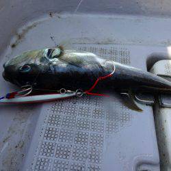 まるいち丸 ZERO-1 釣果