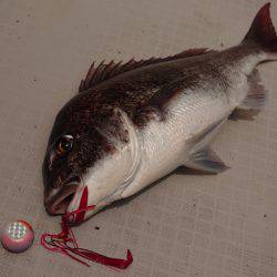 まるいち丸 ZERO-1 釣果