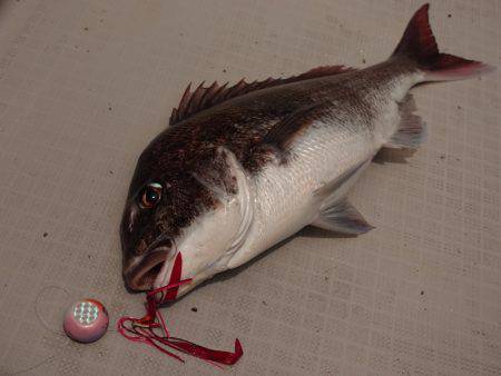 まるいち丸 ZERO-1 釣果