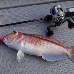 まるいち丸 ZERO-1 釣果