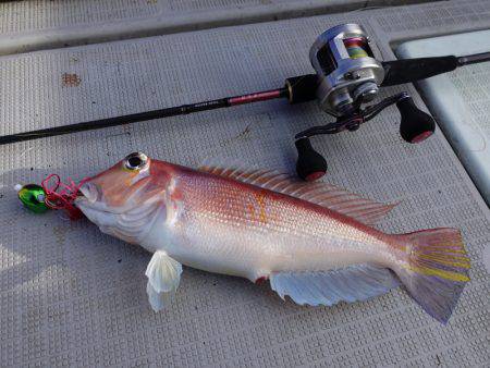 まるいち丸 ZERO-1 釣果