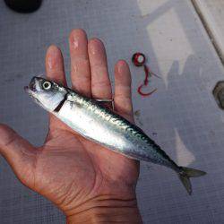 まるいち丸 ZERO-1 釣果