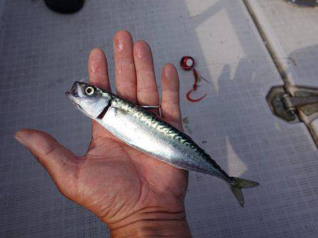 まるいち丸 ZERO-1 釣果