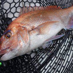 まるいち丸 ZERO-1 釣果