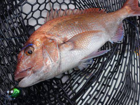 まるいち丸 ZERO-1 釣果