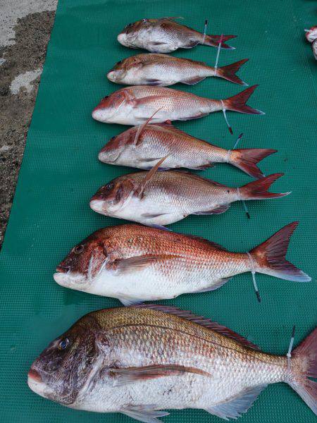 まるいち丸 ZERO-1 釣果