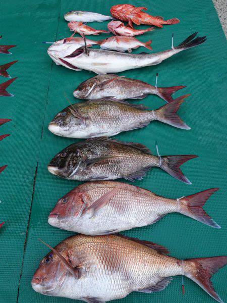 まるいち丸 ZERO-1 釣果