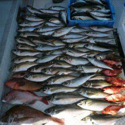 オーシャンスター(Ocean Star) 釣果