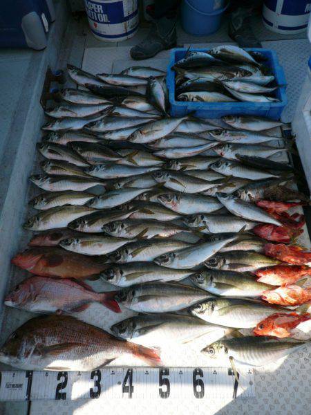 オーシャンスター(Ocean Star) …