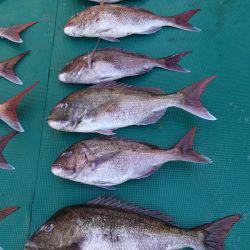 まるいち丸 ZERO-1 釣果