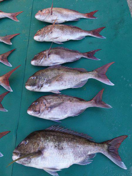 まるいち丸 ZERO-1 釣果