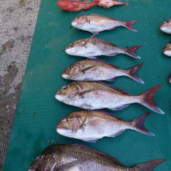 まるいち丸 ZERO-1 釣果