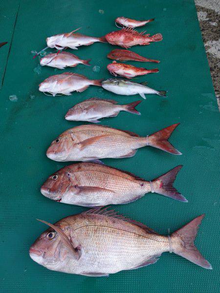 まるいち丸 ZERO-1 釣果